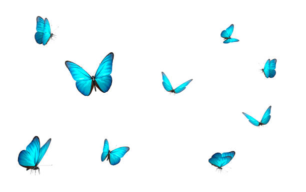 farfalla blu isolata su terreno posteriore bianco - farfalla foto e immagini stock