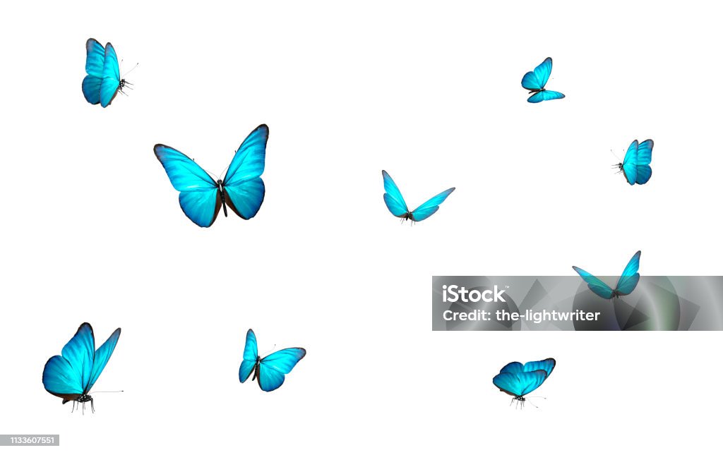 blue butterfly isolated on white back ground blue butterfly isolated on white back ground , 3d illustration Butterfly - Insect Stock Photo