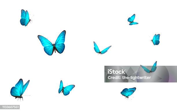 Blue Butterfly Isolated On White Back Ground Stock Photo - Download Image Now - Butterfly - Insect, Cut Out, Flying
