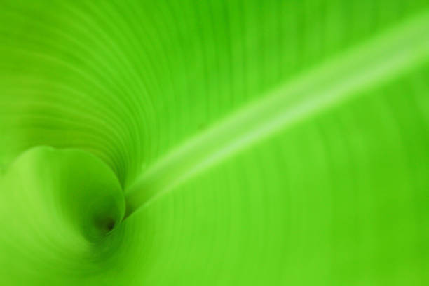 istock the green leaf nature wallpaper 1133608610