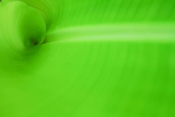 istock the green leaf nature wallpaper 1133608820
