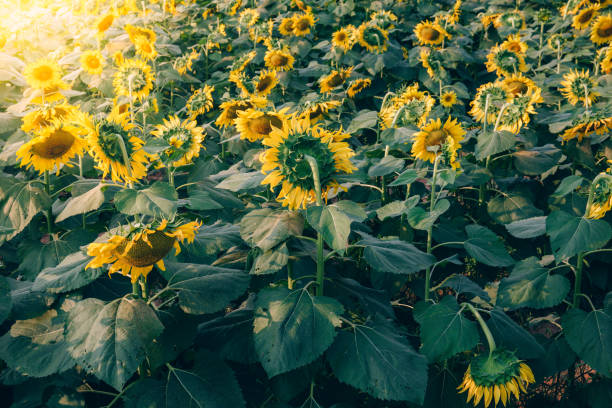 istock sunflower in garden with sun light 1133608883