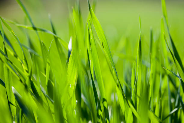 Field of green grass stock photo