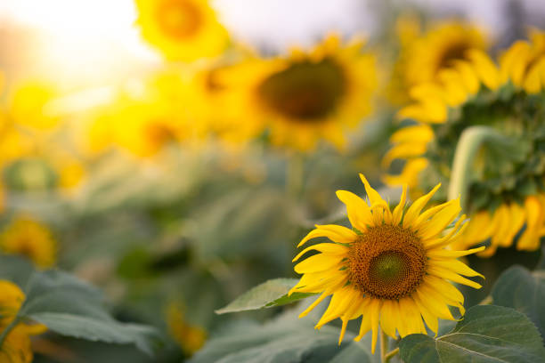 istock sunflower with garden and sunlight 1133609137
