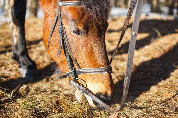 istock The horse in spring eats the first grass in the forest after snow 1133609168