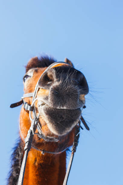 nez drôle du cheval contre le ciel bleu - poking nose in photos et images de collection