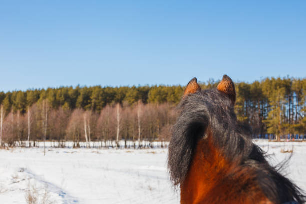 um campo do cavalo está com suas parte traseira e olhares para a floresta. - herbivorous close up rear end animal head - fotografias e filmes do acervo