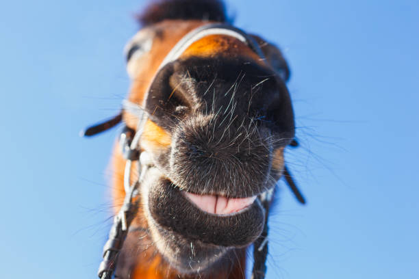 Head of a laughing horse on a blue sky background.