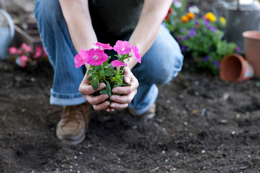 Woman gardening in springtime and holding Petunia flowers in her hands