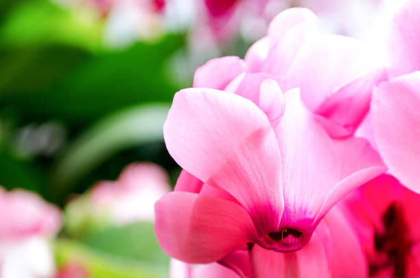 A macro close-up with selective focus on magenta cyclamen flowers. The vibrant petals stand out against a dark, blurry background, creating beautiful bokeh.