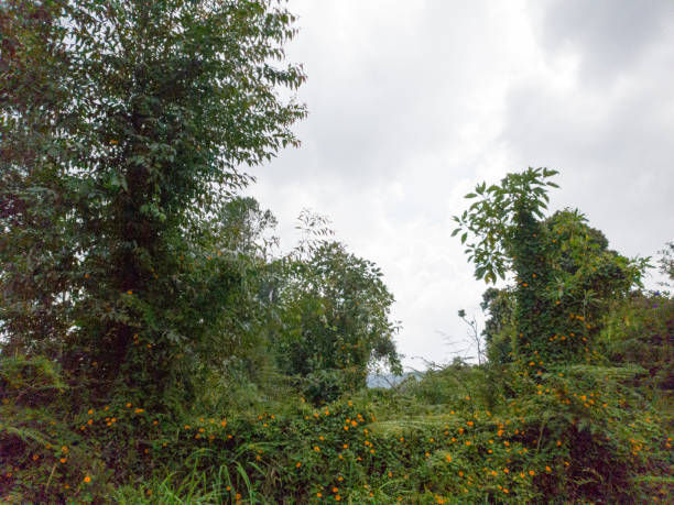 istock National park Arvi, outside Medellin 1133609686