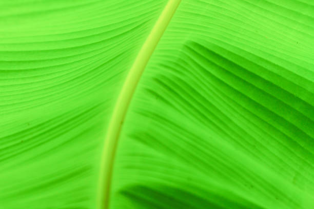 istock the green leaf nature wallpaper 1133609821
