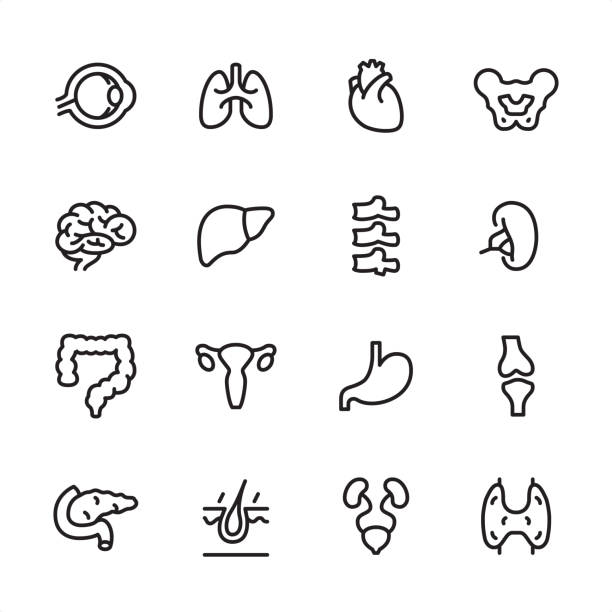 ilustrações de stock, clip art, desenhos animados e ícones de internal organ - outline icon set - ovary