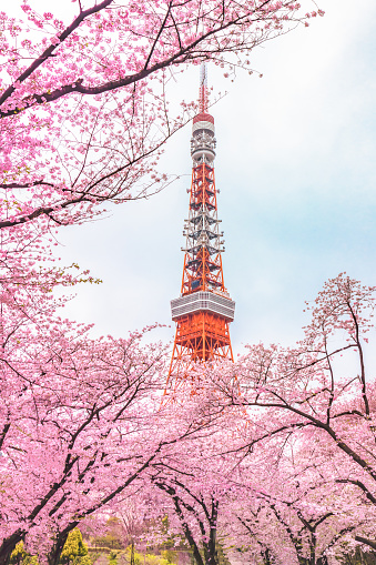 Cherry blossoms or Sakura in season at Tokyo city Japan