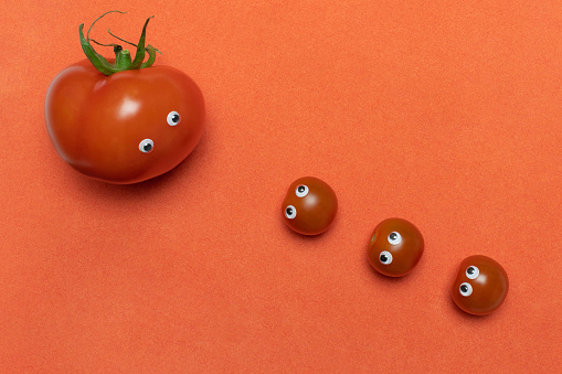 Tomatoes with eyes funny concept, copy space. Three fresh little cherry and one big hothouse tomato look at each other. Comparing tomatoes. Red background.