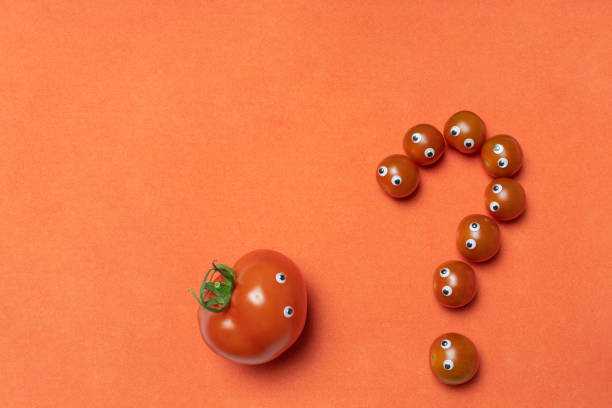 Tomatoes question mark concept with copy space. Little cherry tomatoes with eyes looks to big hothouse tomato. Comparing and choice of tomato varieties. Red background.