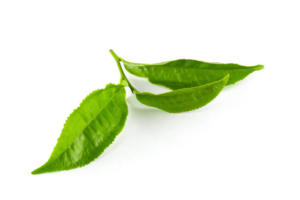 istock Green tea leaf isolated over white background 1133610900