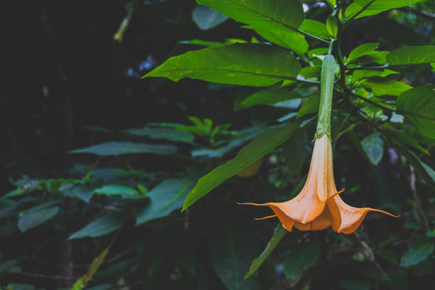 The orange Brugmansia flower in dark tone