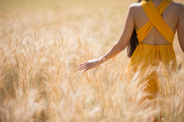 일몰 시간에 보 리 플롯을 걷고 손을 만지고 있는 노란 드레스 여성들 - oat farm grass barley 뉴스 사진 이미지