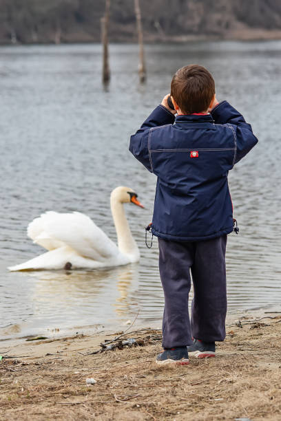 A little boy looks at the swans through binoculars