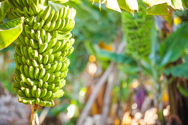 istock banana plantation. Banana tree 1133611976