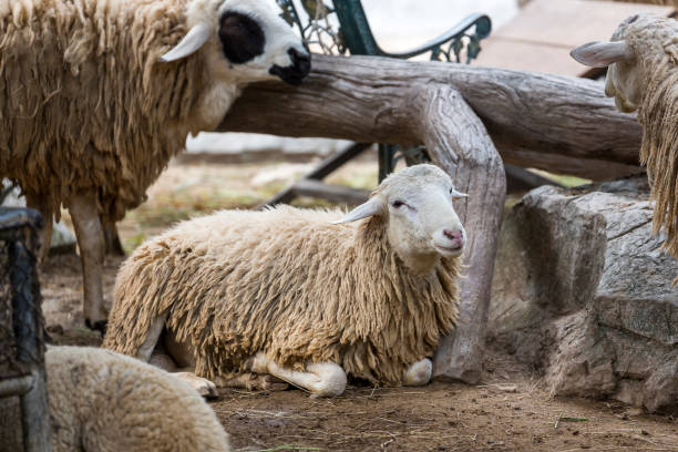 istock Sheep laying down on ground in flock. 1133612591