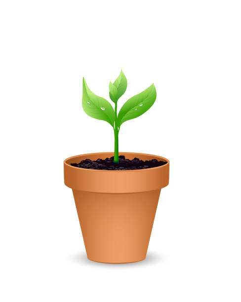 土壌と若い植物とテラコッタの植木鉢、白の背景に分離ベクターイラスト - プランター点のイラスト素材／クリップアート素材／マンガ素材／アイコン素材