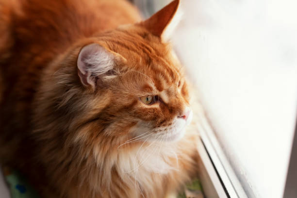 istock Red Maine Coon Kitten Looking Out of Window 1133614914
