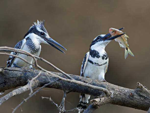 istock Pied kingfisher (Ceryle rudis) 1133615066