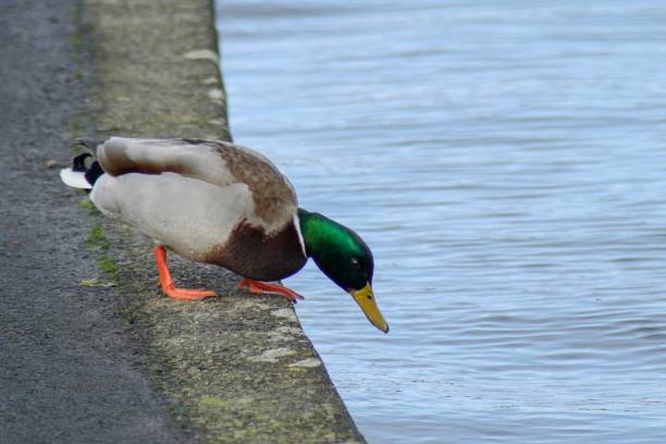 istock Male Mallard duck 1133615194