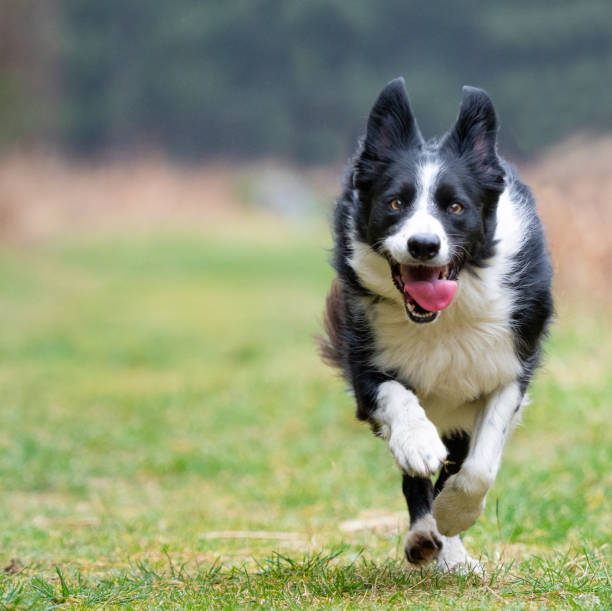 istock border collie in autumn fall woodland 1133615568