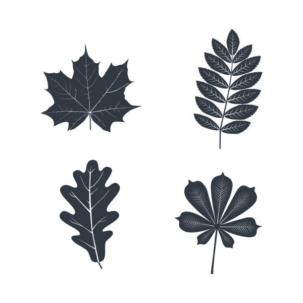 set aus schwarzen blättern piktogramme. - hawthorn square shape square leaf stock-grafiken, -clipart, -cartoons und -symbole