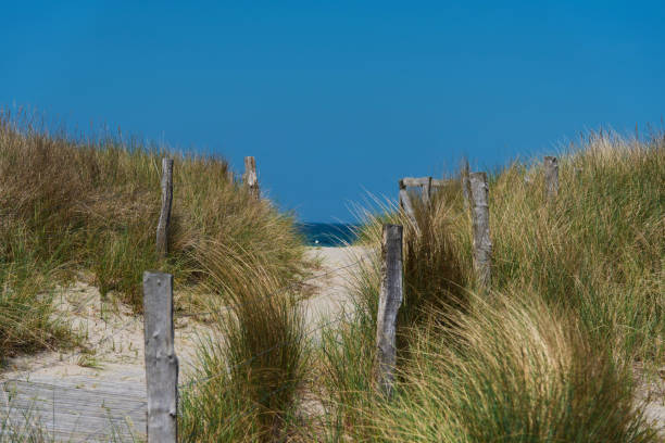 istock footpath between grass covered dunes against sea and blue sky 1133616843