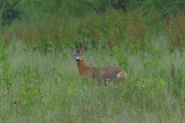 istock Young small roedeer with antler walking the meadow close up 1133616848