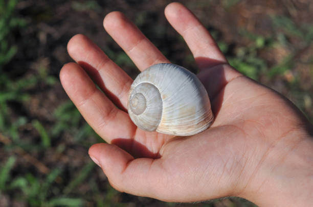 istock Snail on the boy palm. 1133616933