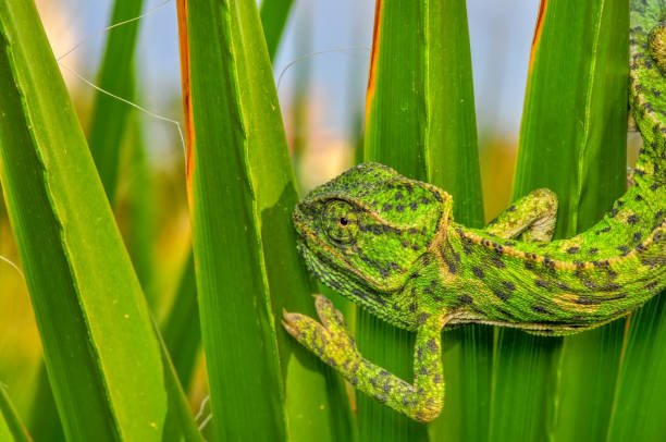 istock Beautiful green chameleon - Stock Image 1133617102