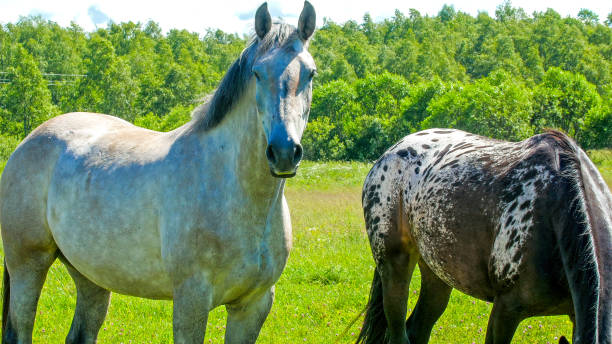 istock White and black spotted horse on the farm 1133617254