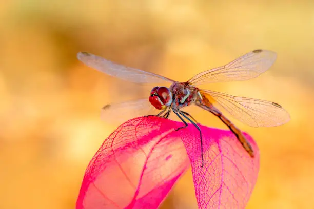 Beautiful dragonfly sitting on flower