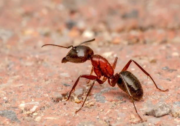 istock Beautiful Strong jaws of red ant close-up 1133618064