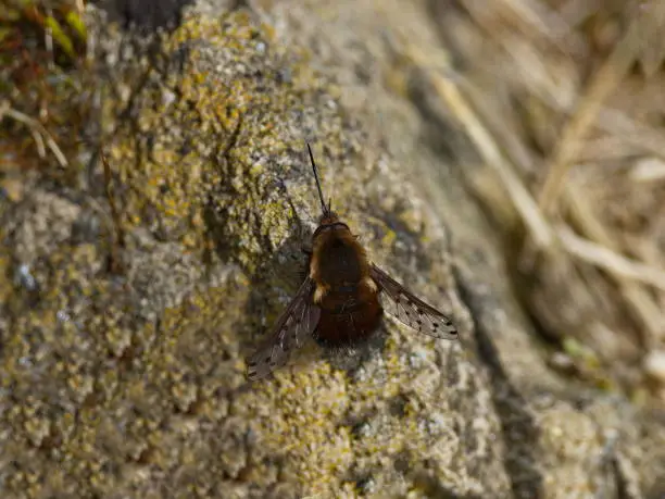 As a migratory butterfly, the pigeon tail is known in almost all of Europe.