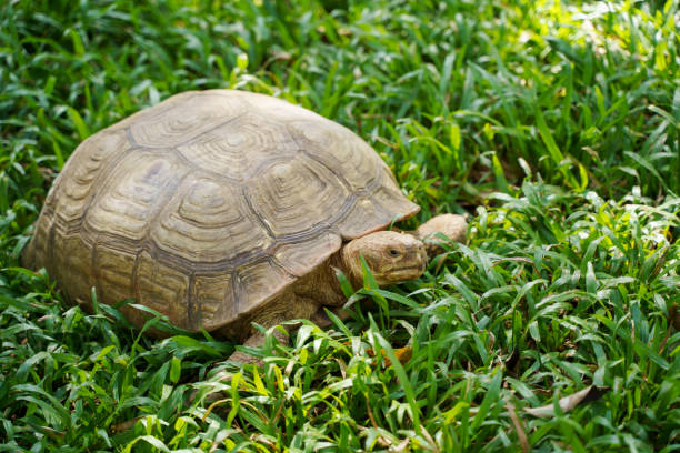 istock Tortoise turtle animal with shell on green grass 1133618739