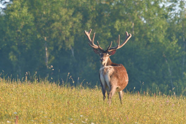 istock Stag deer with growing antler to lie down on the grass 1133619563