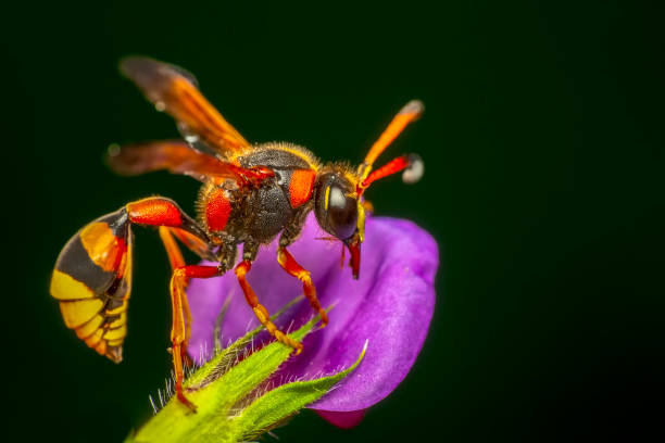 istock Median wasp (Dolichovespula) portrait - Stock Image 1133619614