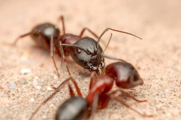 istock Beautiful Strong jaws of red ant close-up 1133619961