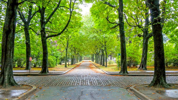istock The walkway inside the cemetery with green trees 1133622696