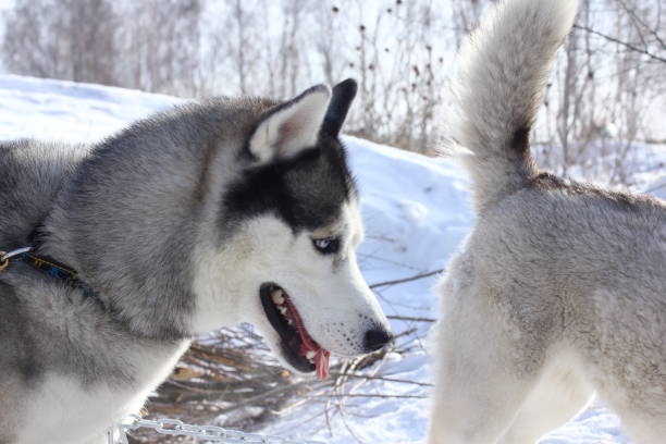 istock Siberian husky at winter. 1133622803