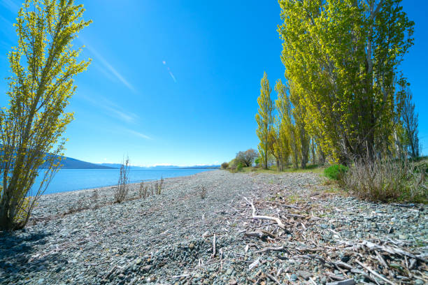 стоуни край озера - waters edge lake beach tree стоковые фото и изображения