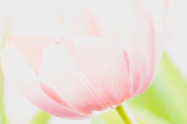 A beautiful pink tulip in the morning light. The bright background blurred blue.