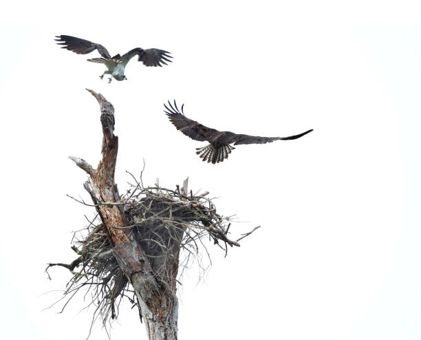 Pair of Osprey Fly From Their Nest After Being Disturbed on a Cloudy Overcast Day in Early Spring