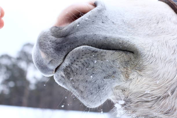istock Frozen Horse Nose close up on winter background. 1133625596